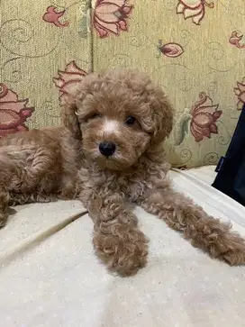 toy poodle jantan