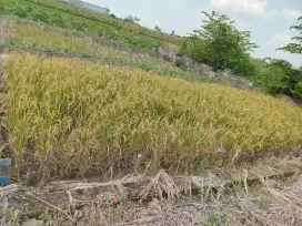 Dijual paling murahtanah daerah beton menganti