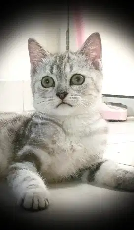 Lepas Adopt Kucing Whiskas