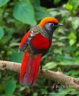 Poksay Merah Vietnam