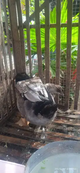 Bebek Hibrida Dewasa.