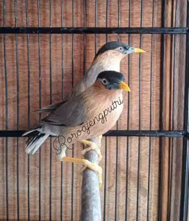 Brahminy starling. Jalak india