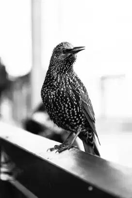 European starling( jalak Mutiara)