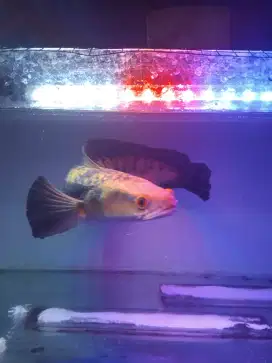 Chana yellow Sentarum