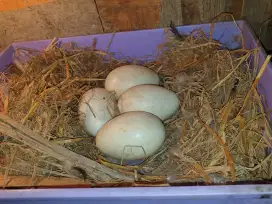 Telor soang calang