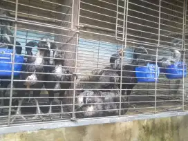 Ayam Cemani persilangan birma