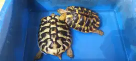 Kura-kura darat hermanni tortoise 12cm dan 13cm
