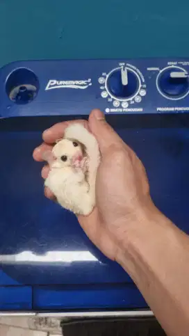 SUGAR GLIDER JOEY JANTAN