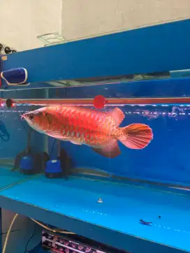 Ikan arwana arowana super red