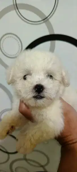 Anak anjingBichon