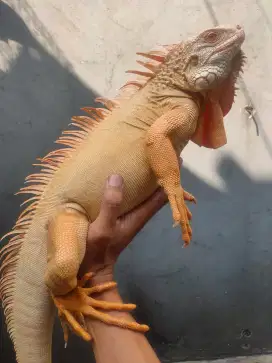 Iguana red albino jumbo