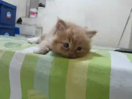 Open adopt kitten
