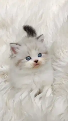 Kucing Ragdoll Jantan