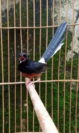 Murai muda Hutan