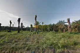 Jual Kebun Sawit Daerah Gohor Lama (+/-13 Km Jl. Stabat - Banda Aceh)