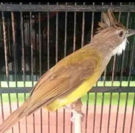 Jenggot Jawa jantan