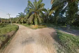 Dijual Kebun Sawit di Daerah Gohor Lama, Kec. Wampu - Langkat