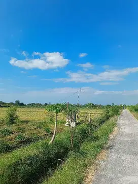 Sale premium free hold land tanah premium SHM Kalisada Buleleng Bali