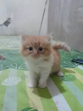 Open adopt kitten