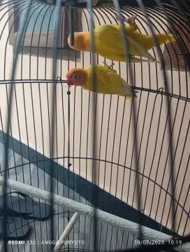 Lovebird biola lutino mh