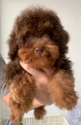 anjing podlle (pacak)