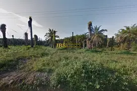 Kebun Sawit Dijual di Daerah Gohor Lama - Langkat