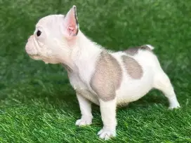 French bulldog puppy