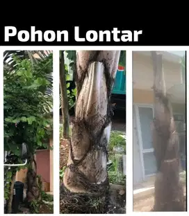 Jual Pohon LONTAR Tinggi 3 Meter