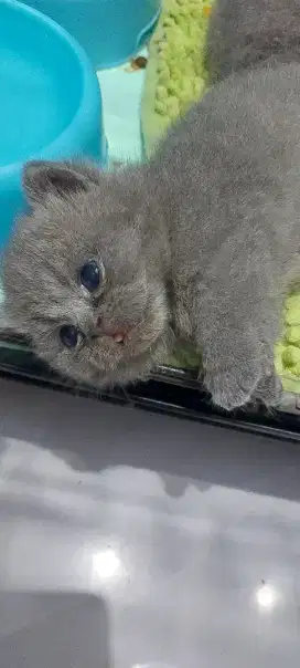 PO kucing BSH Straight Munchkin Blue Betina