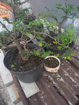 Bahan bonsai jeruk kimkit dll