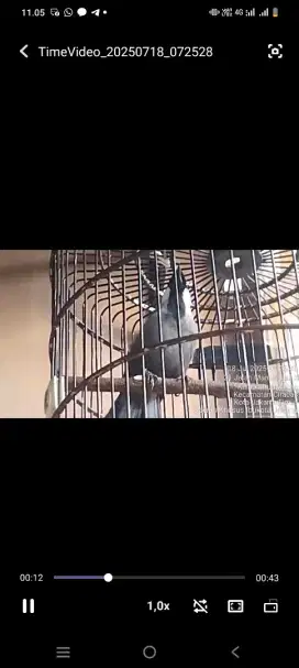 Poksay jantan jinak dan udah enak didenger