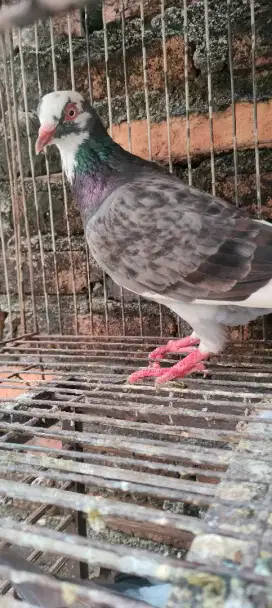 MERPATI BETINA MESIN CETAK