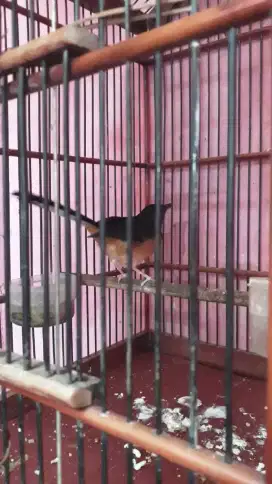 Muray pastol dari trotolan jantan dah blajar bunyi