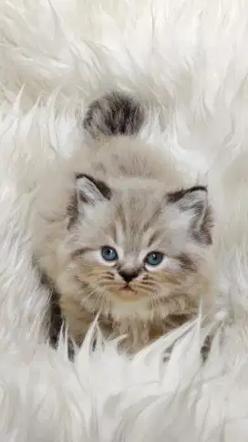 Kucing Ragdoll Jantan