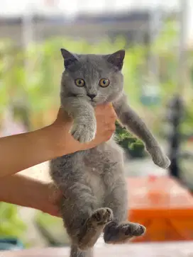 Kitten British Short Hair Non Ped