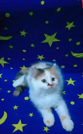 Kucing persia calico longhair