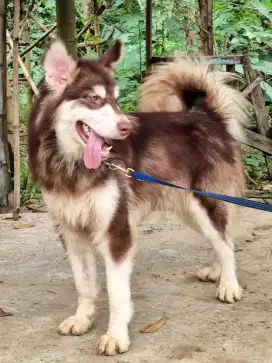 Anjing Alaskan Malamute Keturunan Thailand & Polandia
