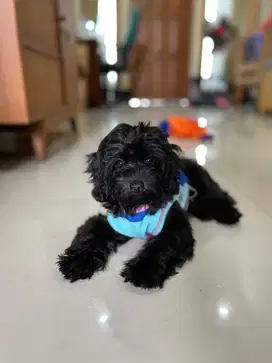BLACK TINY POODLE HITAM BETINA TERMURAH
