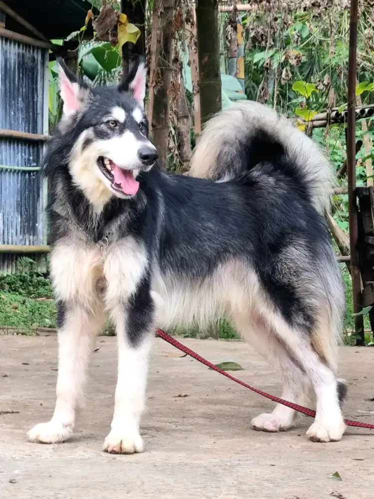 Anjing Alaskan Malamute Keturunan Thailand & Polandia