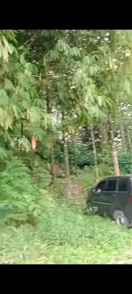 Dijual Tanah Kebun + Pohon Jati Solomon