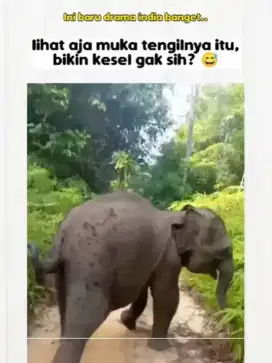 Dicari pegawai untuk pekerjaan rumah tangga dan bisa merungus anjing