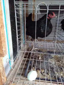 Ayam Birma telur biru muda