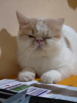 Peaknose exotic shorthair betina