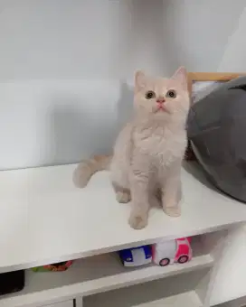BRITISH SHORTHAIR/BSH
