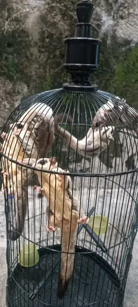 Jual sugar glider borongan, ada 6