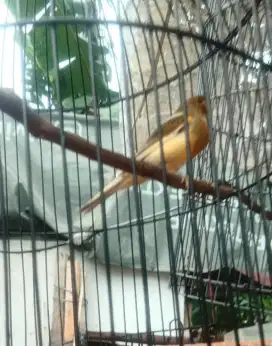 Burung kenari rajin Bunyi  nyusun lagu