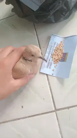 Burung puter anakan