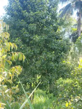 Tanah kebun cengkeh,kelapa di singaraja dekat kota desa panji