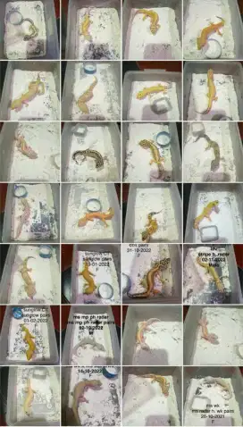 leopard gecko dewasa warna bagus