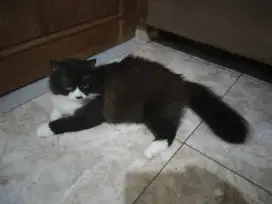 yg minat adopsi